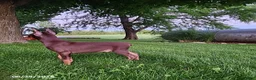 Doberman Pinscher dogs for sale: Grant - Ad 6