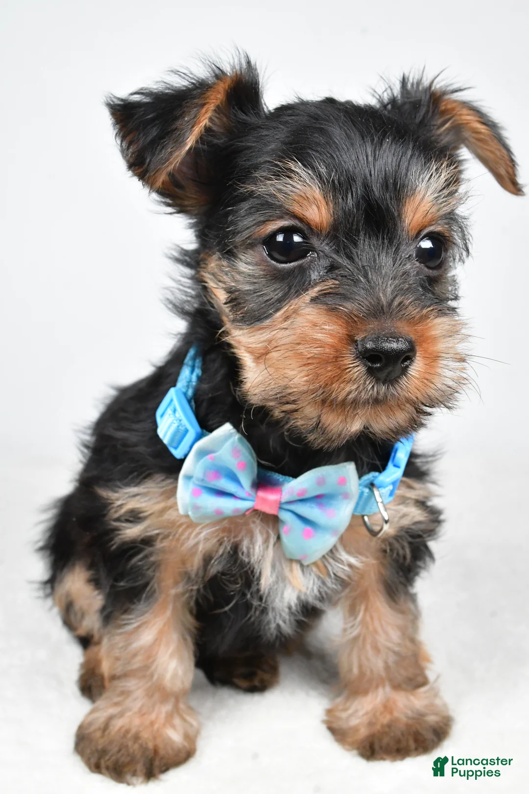Yorkshire Terrier dogs for sale: Toby - Ad 7