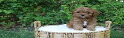 Cavapoo dogs for sale: Al - Ad 2