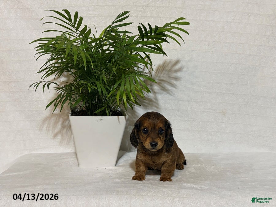 Miniature Dachshund dogs Lucy - Ad 1