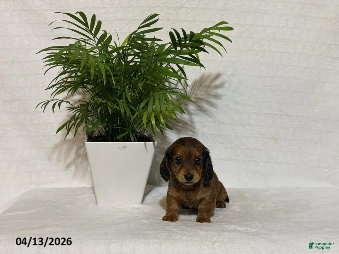 Miniature Dachshund dogs for sale: Lucy - Ad 1