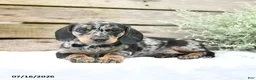 Miniature Dachshund dogs for sale: Dexter - Ad 3