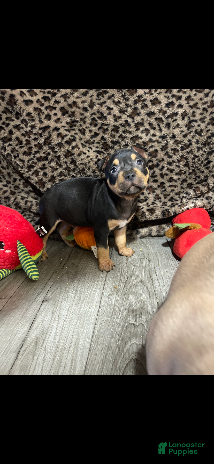 American Bully dogs for sale: American Bully 1 - Ad 35