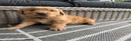 Golden Retriever dogs for sale: Bones - Ad 3