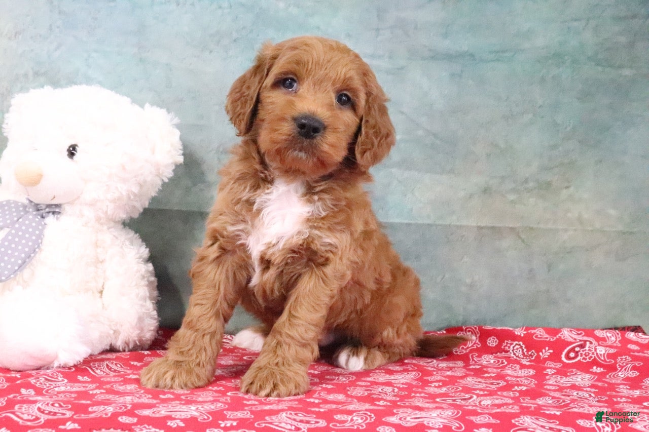 Mini Goldendoodle dogs Dillard - Ad 2