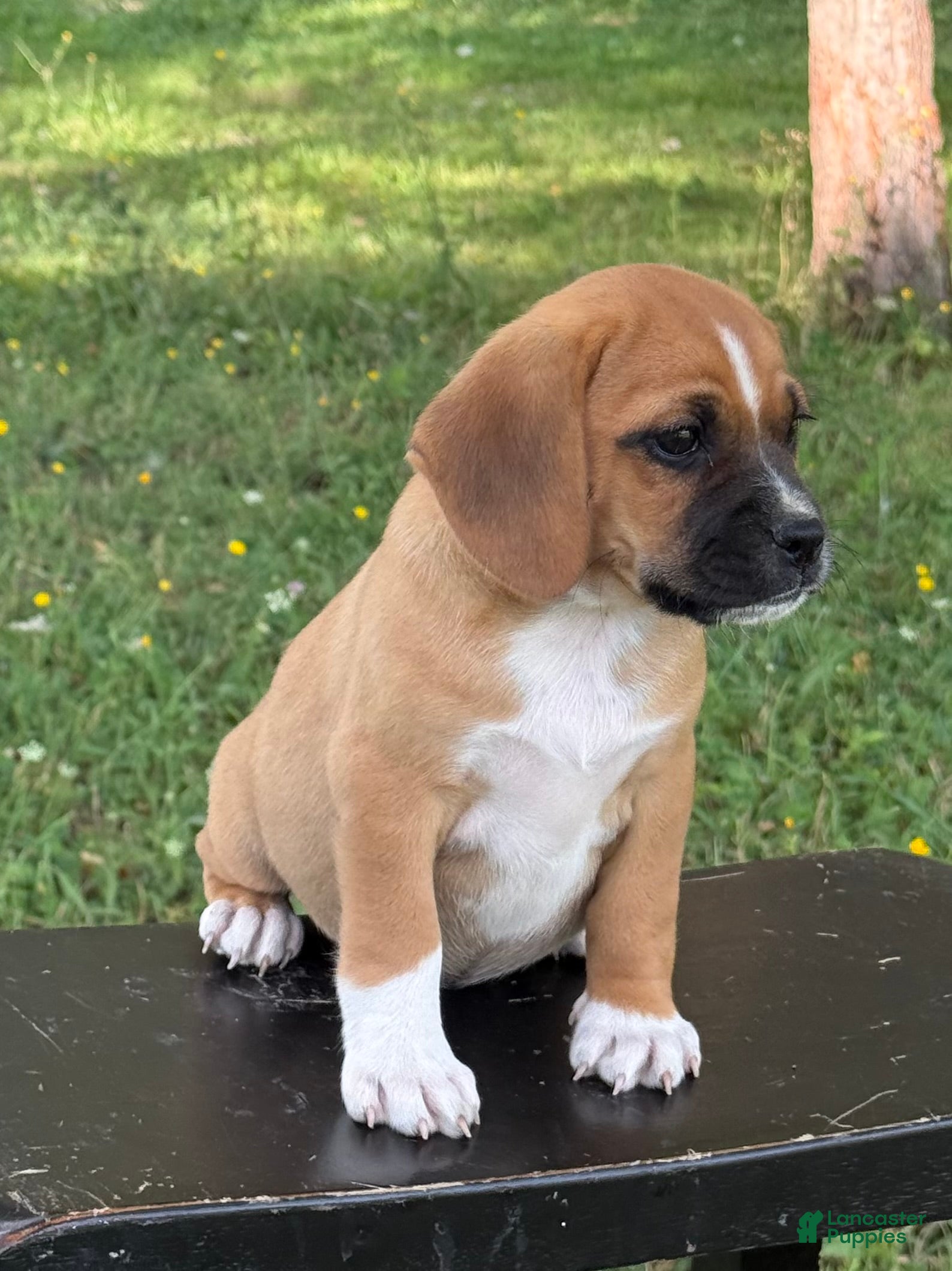 Puggle dogs Pixie - Ad 2