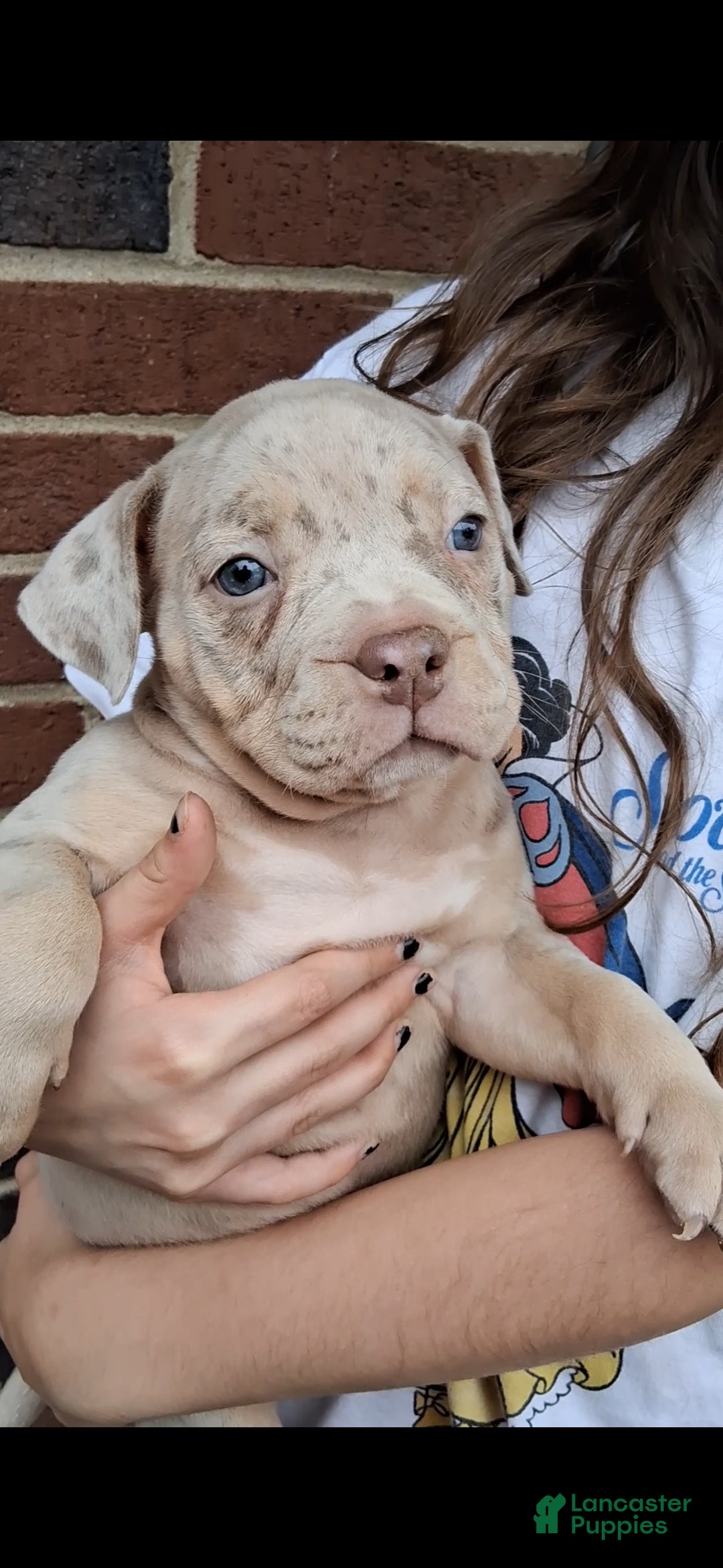American Bully dogs Ella - Ad 2