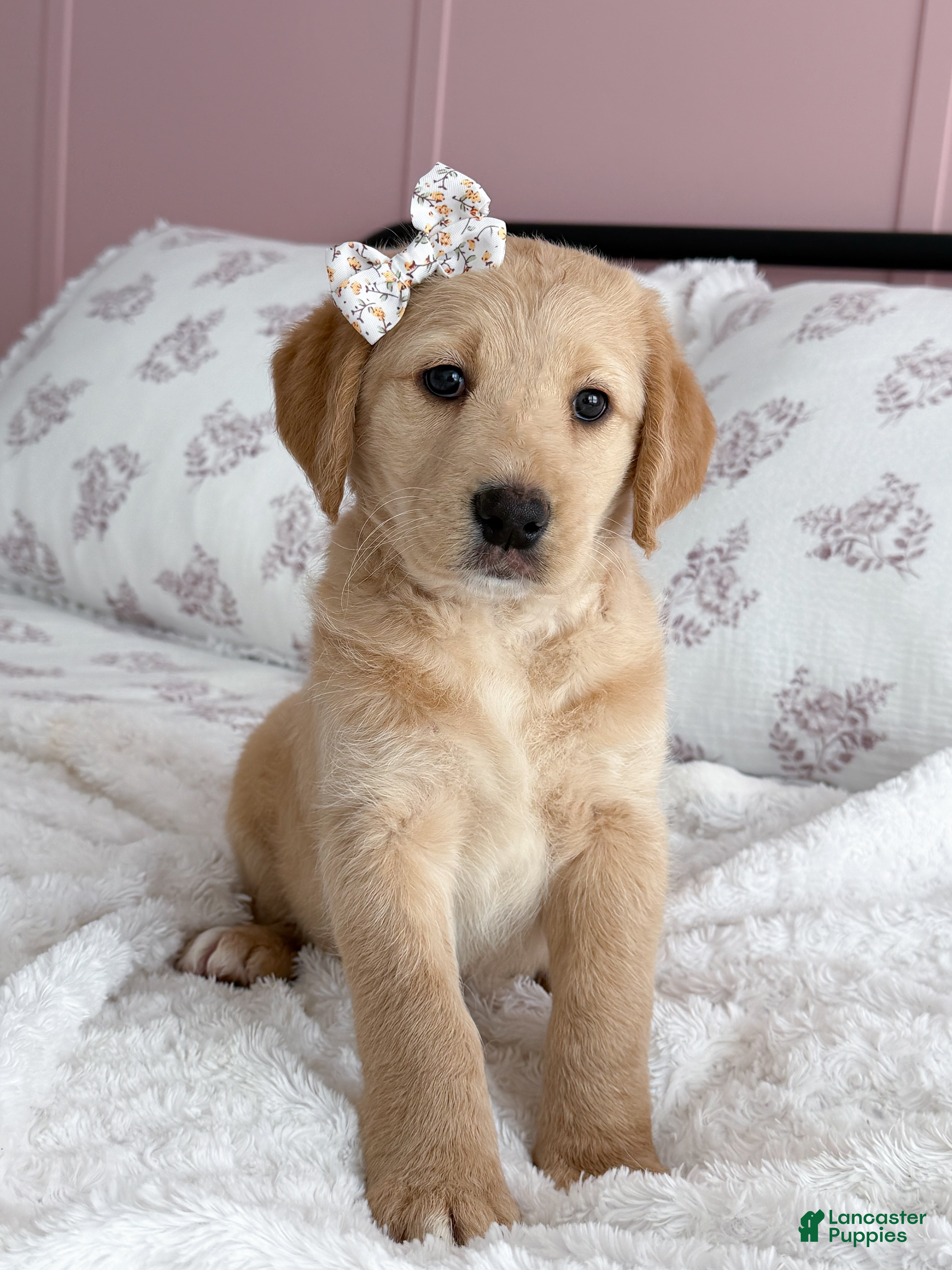 Labradoodle dogs Navy  - Ad 1