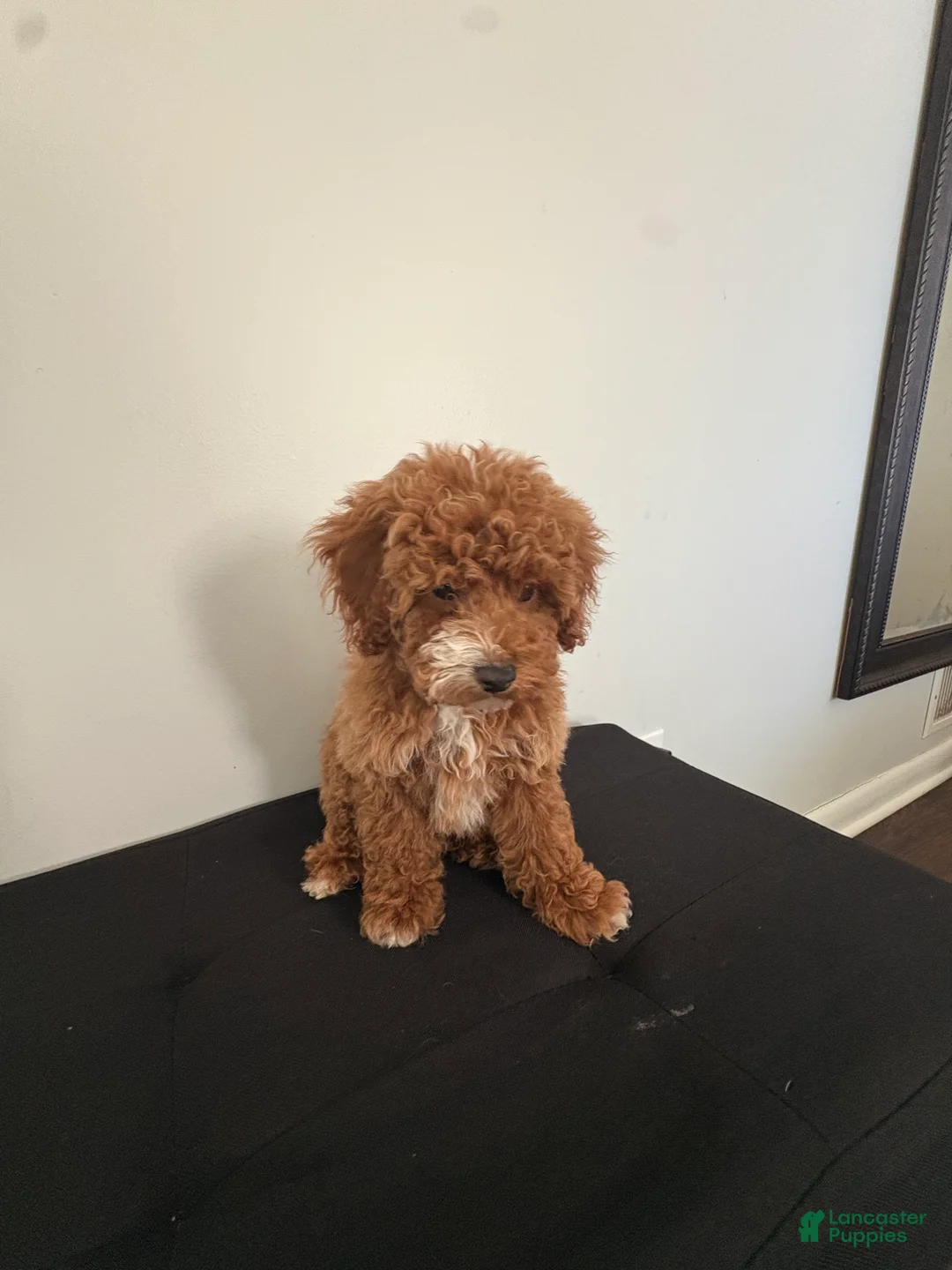 Miniature Poodle dogs for sale: Hendrix - Ad 4