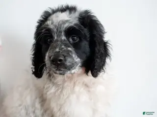 Bernedoodle dogs Bernedoodle Puppy 8 - Ad 41