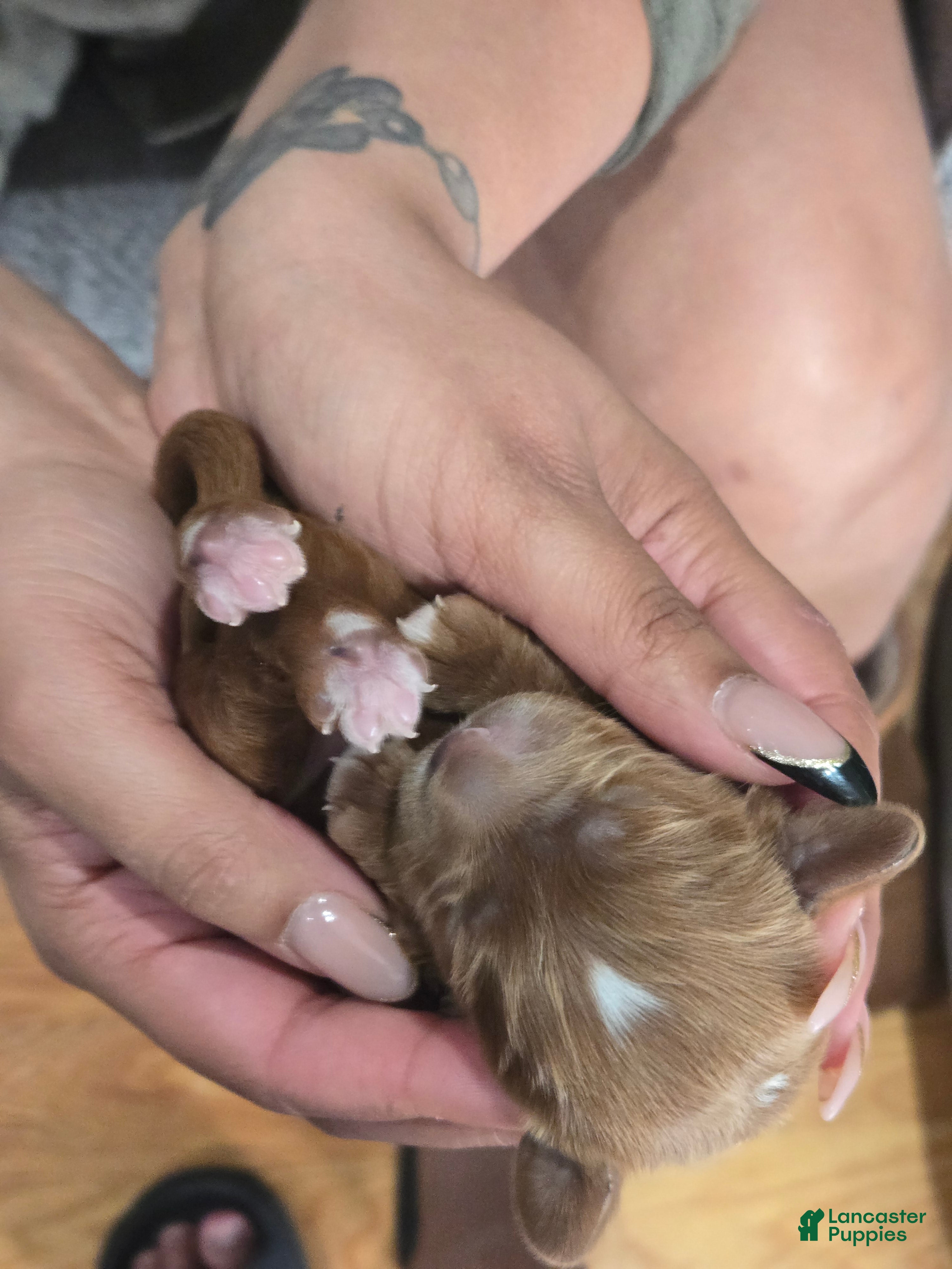 Cavapoo dogs River (Puppy 3) - Ad 2