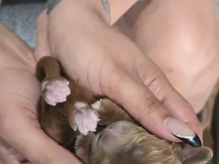 Cavapoo dogs for sale: River (Puppy 3) - Ad 3