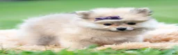 Pomeranian dogs for sale: Amelia - Ad 3