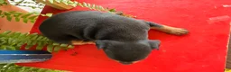 Miniature Pinscher dogs for sale: Mocha  - Ad 4