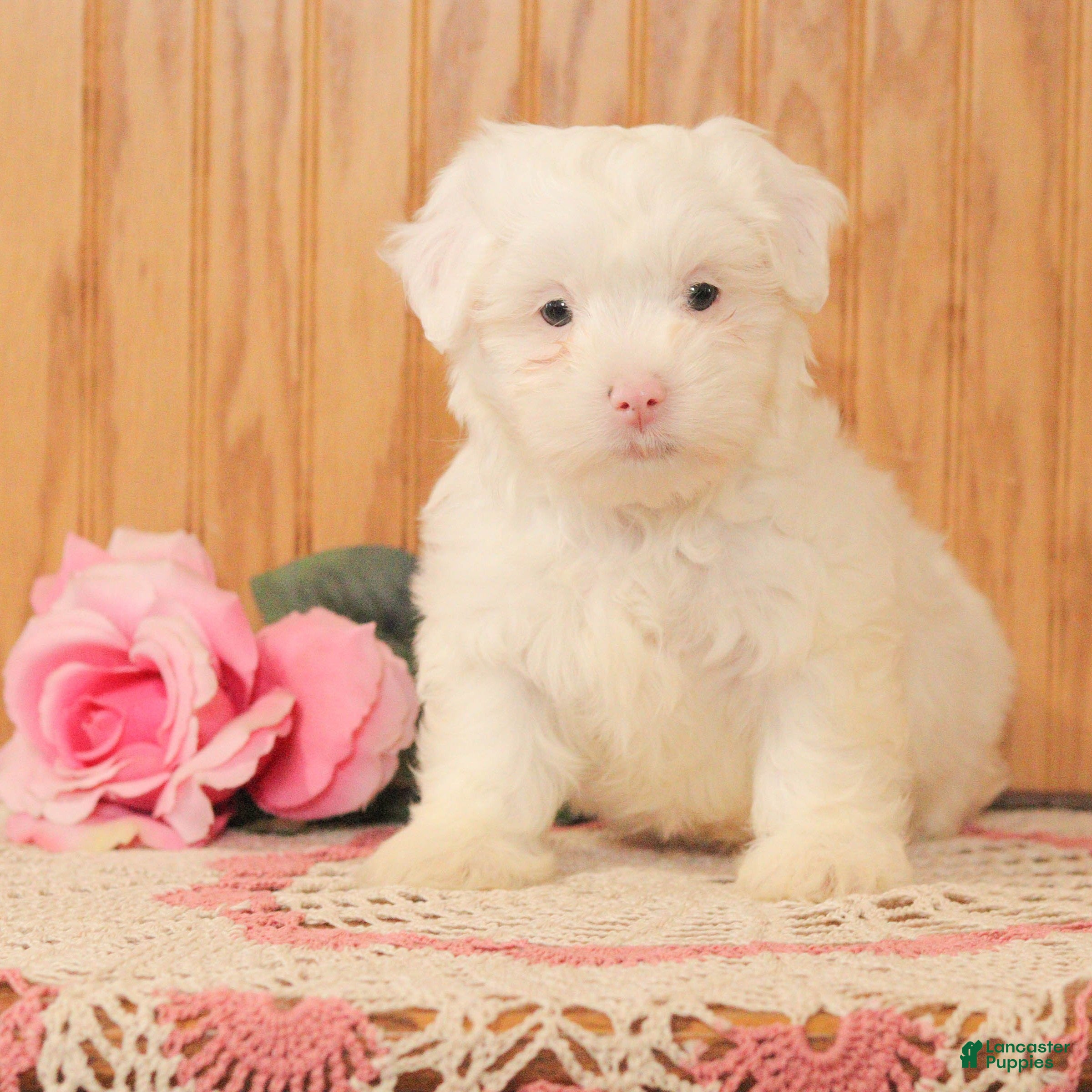 Malshi dogs Joey - Ad 9