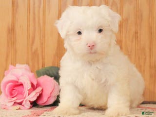 Malshi dogs Joey - Ad 3