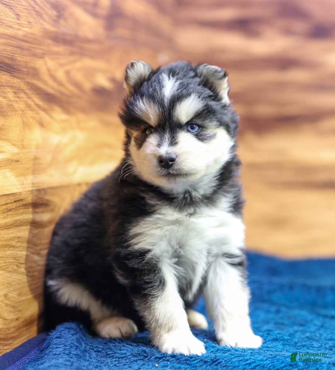 Pomsky dogs for sale: Jet - Ad 1