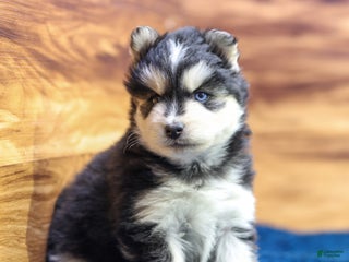 Pomsky dogs Jet - Ad 30