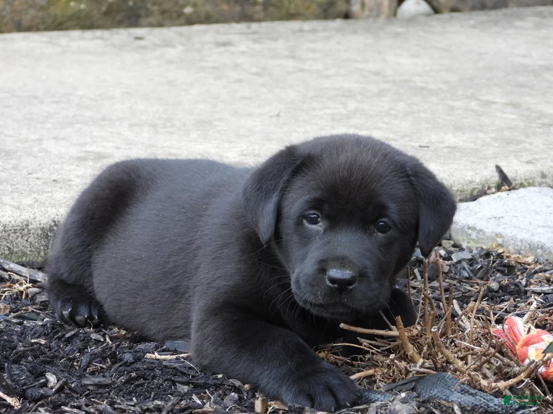 Labrador Retriever dogs for sale: Luke - Ad 12