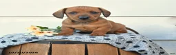 Miniature Dachshund dogs for sale: Domino - Ad 1