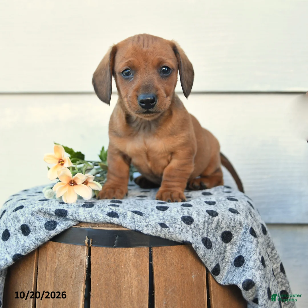 Miniature Dachshund dogs for sale: Domino - Ad 1