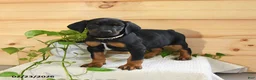 Doberman Pinscher dogs for sale: Atlas - Ad 3