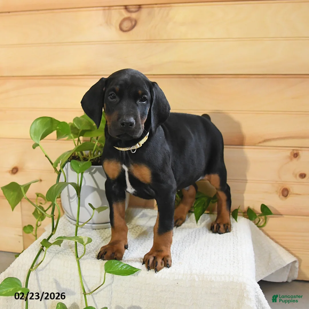 Doberman Pinscher dogs for sale: Atlas - Ad 3