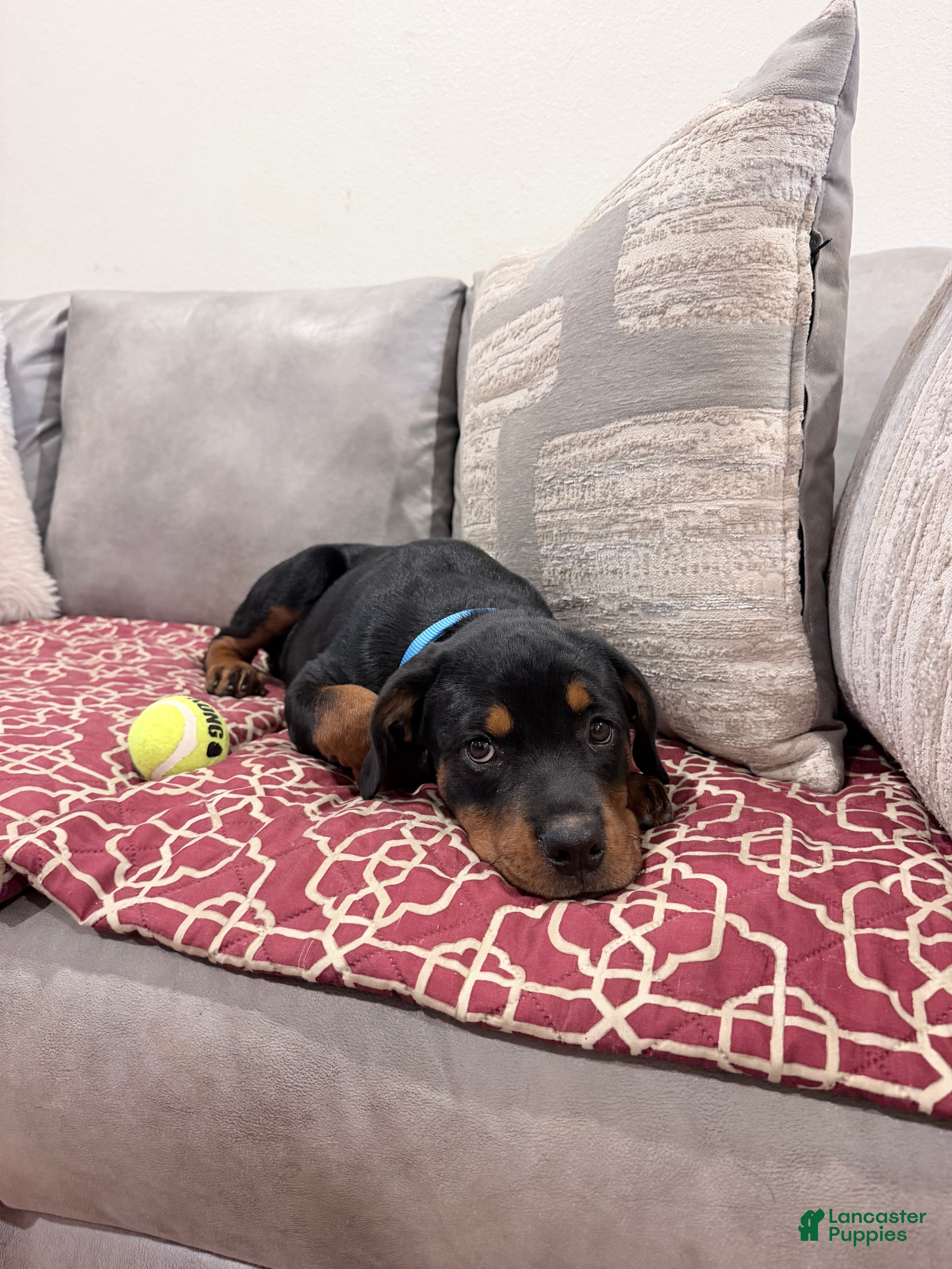 Rottweiler dogs Blue collar, girl - Ad 2