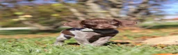German Shorthaired Pointer dogs for sale: Asher - Ad 2