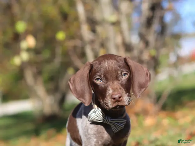 German Shorthaired Pointer dogs for sale: Asher - Ad 2