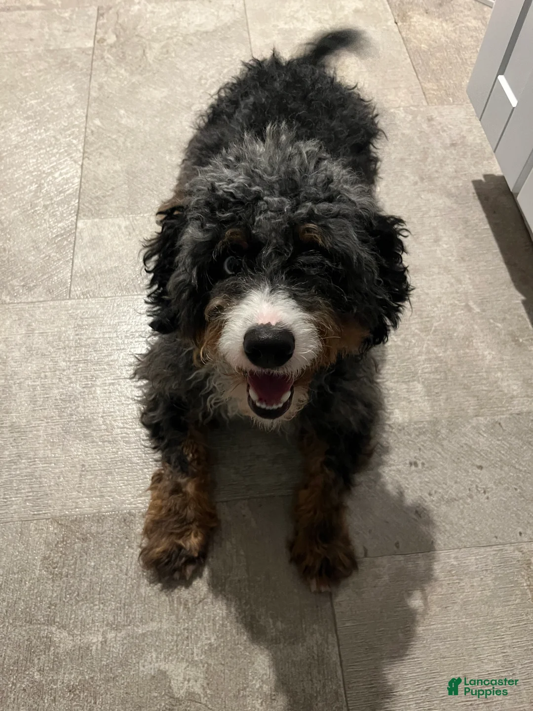 Bernedoodle dogs for sale: Bo - Ad 8