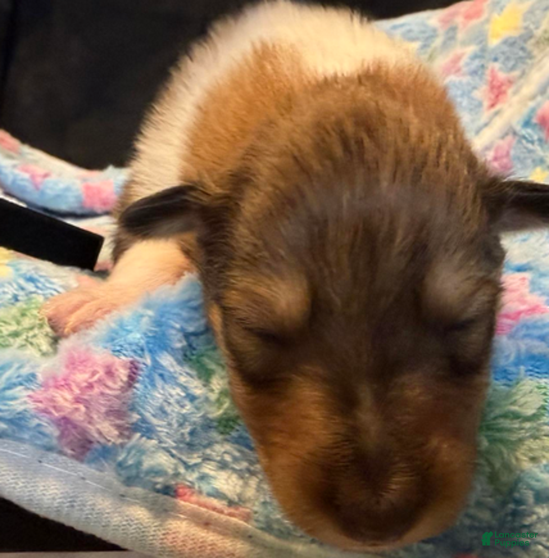 Collie dogs for sale: Peter - Ad 2