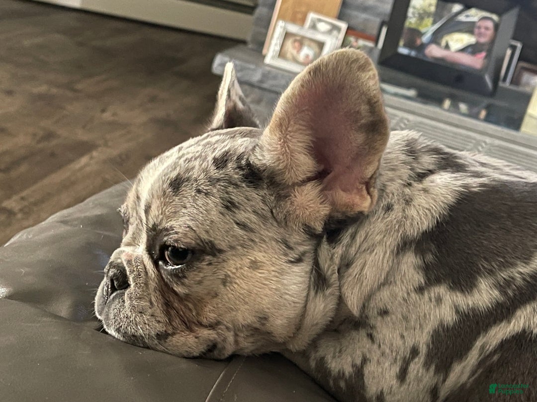 French Bulldog dogs for sale: French Bulldog Puppy 2 - Ad 8