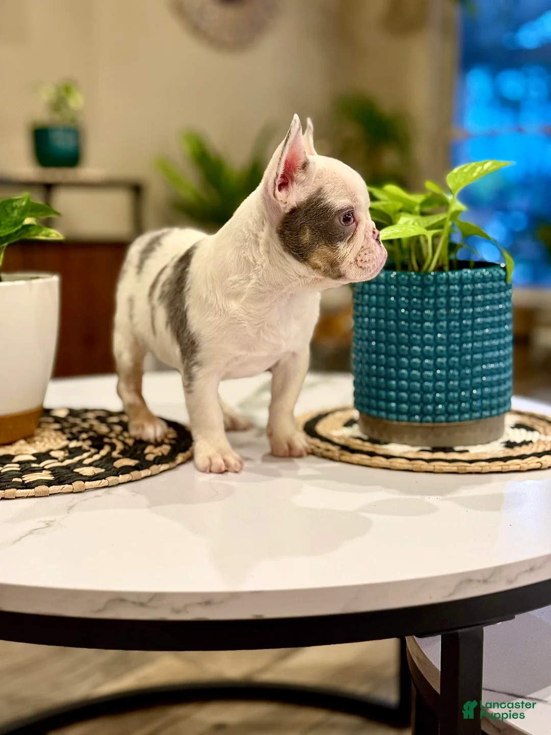 French Bulldog dogs for sale: French Bulldog Puppy 1 - Ad 6