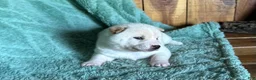 Shiba Inu dogs for sale: Shiba Inu Puppy 5 - Ad 5