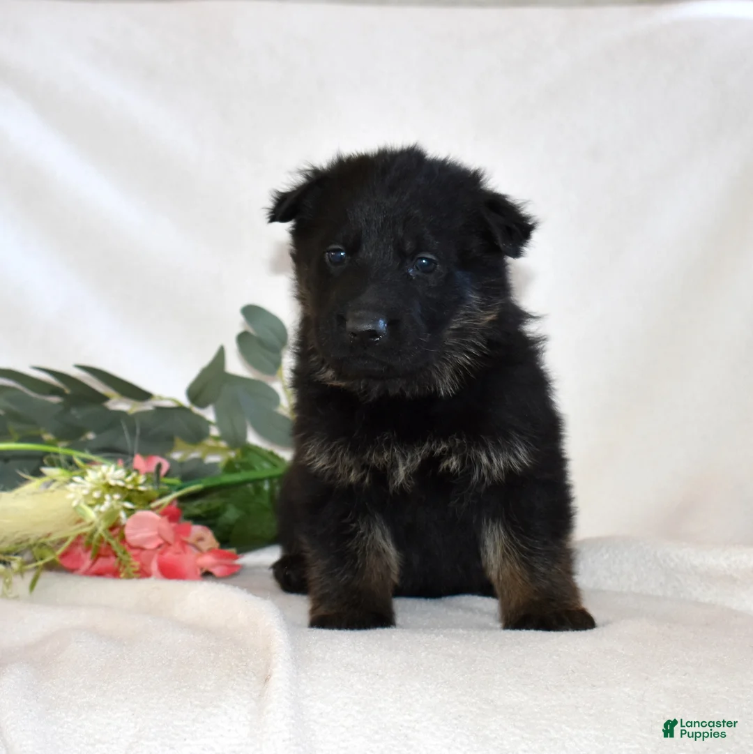 German Shepherd dogs for sale: Sky - Ad 4