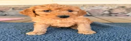 Mini Goldendoodle dogs for sale: Carl - Ad 5