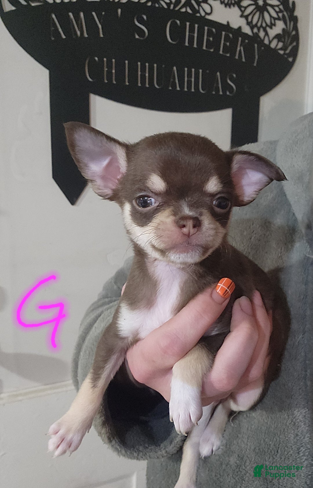 Chihuahua dogs for sale: Purple  - Ad 1