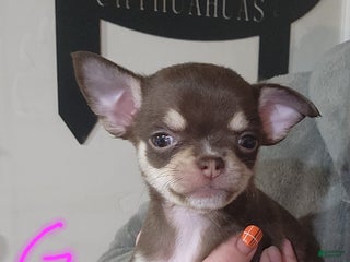 Chihuahua dogs Purple - Ad 12