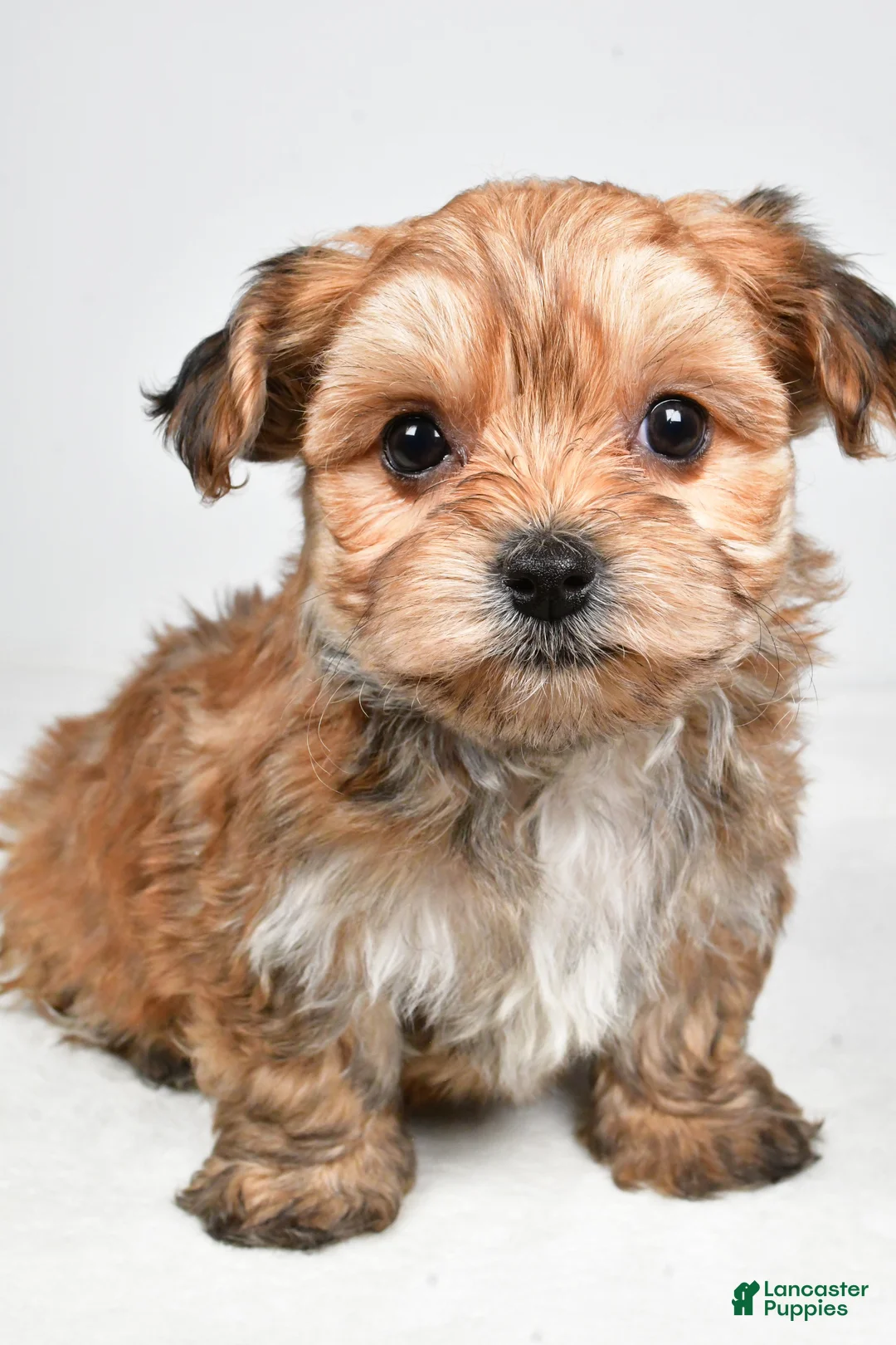 Morkie dogs for sale: Daryl - Ad 8