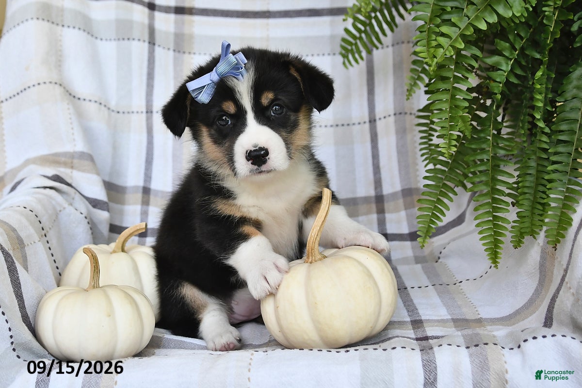 Welsh Corgi Pembroke dogs Lilly - Ad 2