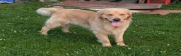 Golden Retriever dogs for sale: Max - Ad 18