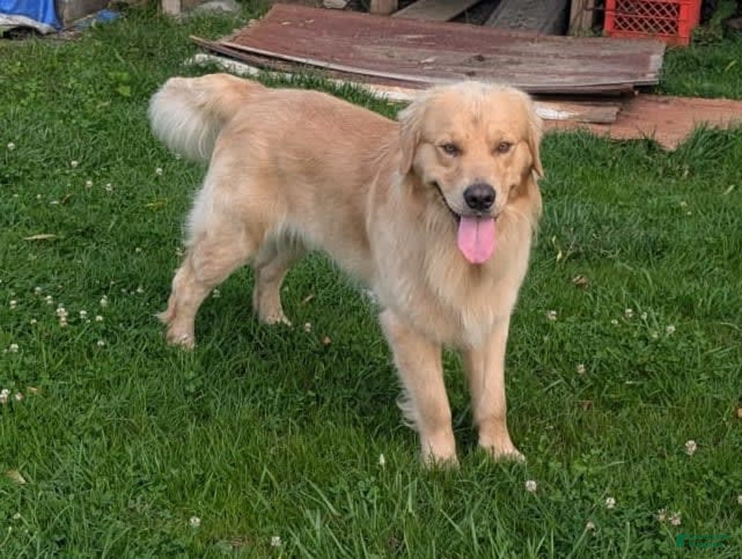 Golden Retriever dogs for sale: Max - Ad 18
