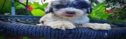 Havapoo dogs for sale: Bluebelle - Ad 2