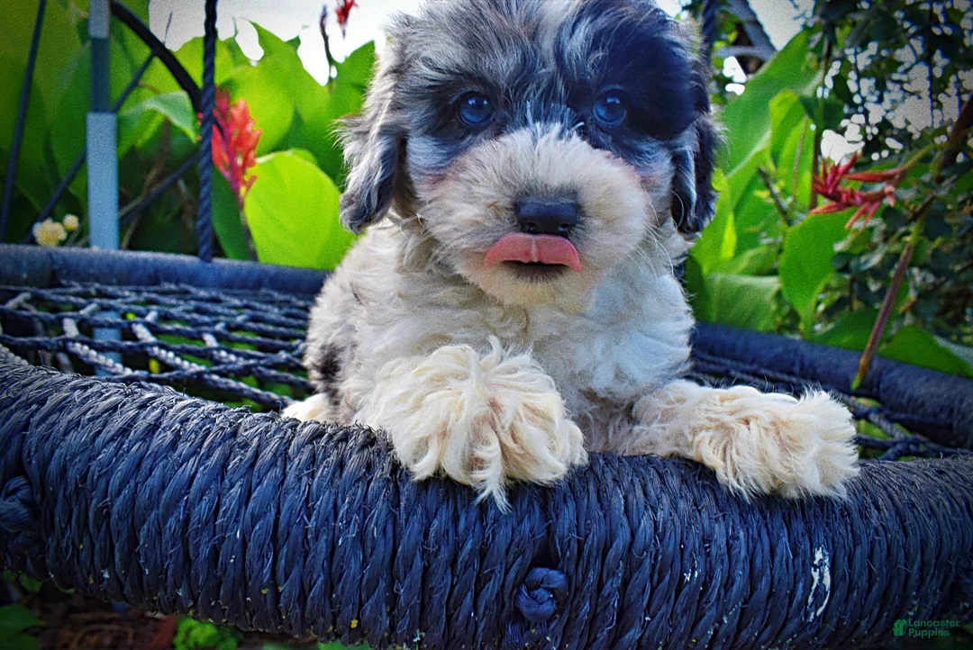 Havapoo dogs for sale: Bluebelle - Ad 2
