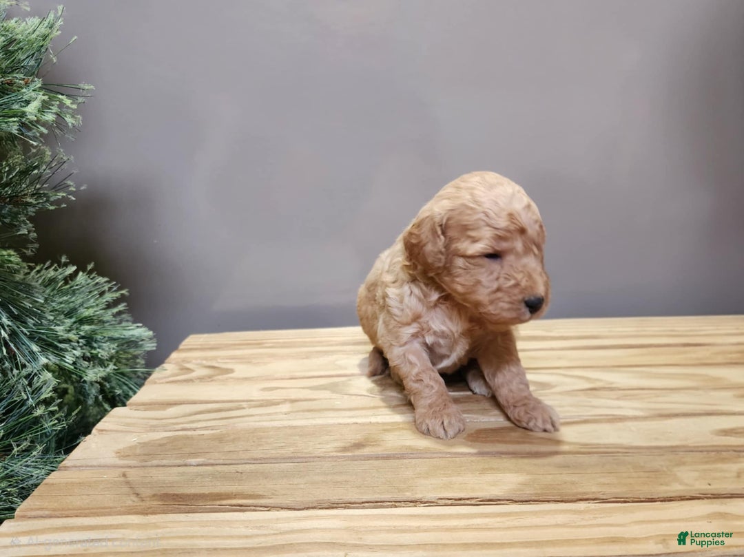 Mini Goldendoodle dogs for sale: Indy - Ad 15