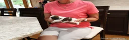 Malshi dogs for sale: Bella - Ad 3