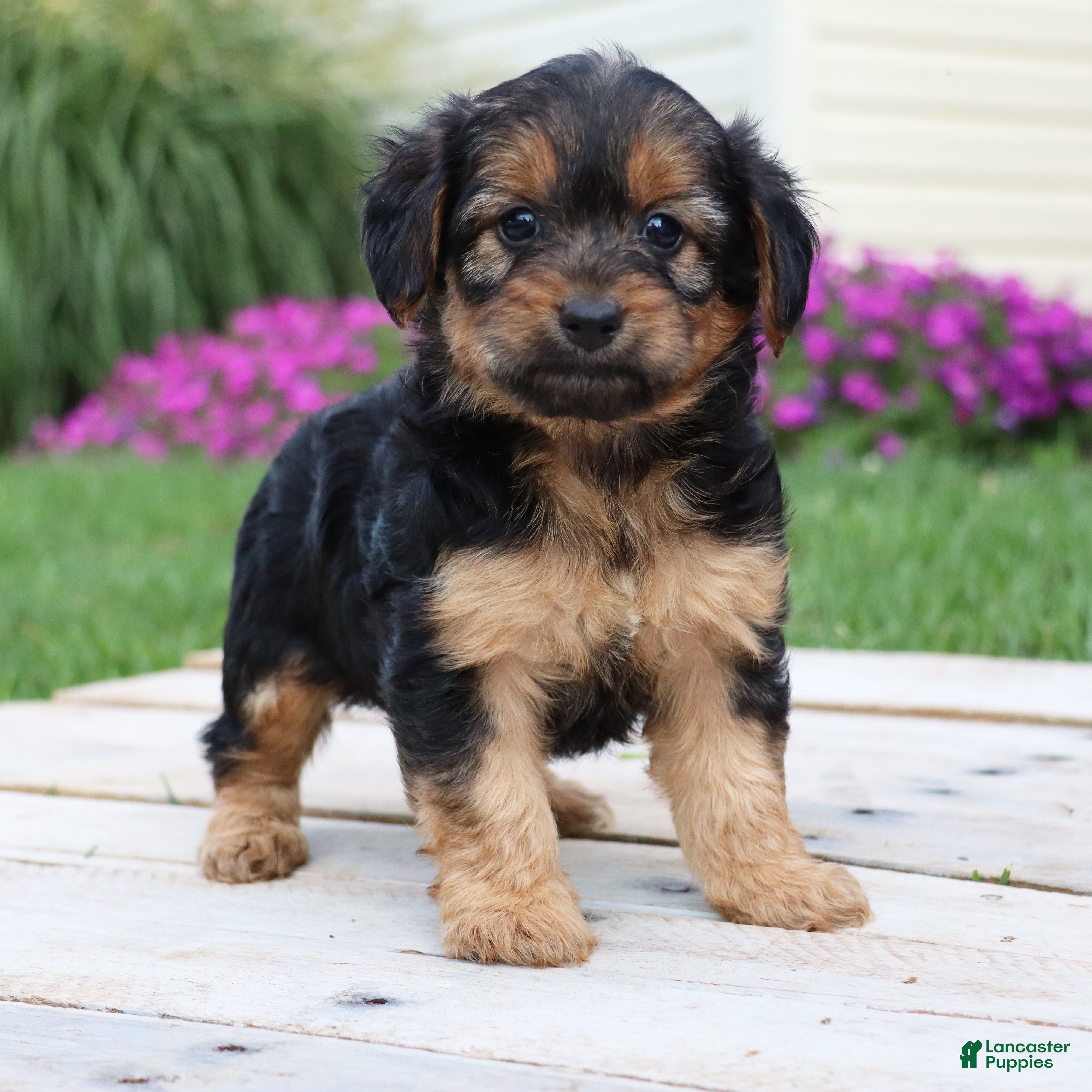 Yorkiepoo dogs Cookie - Ad 2