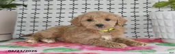 Goldendoodle dogs for sale: Reba - Ad 4