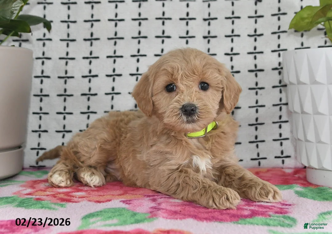Goldendoodle dogs for sale: Reba - Ad 4